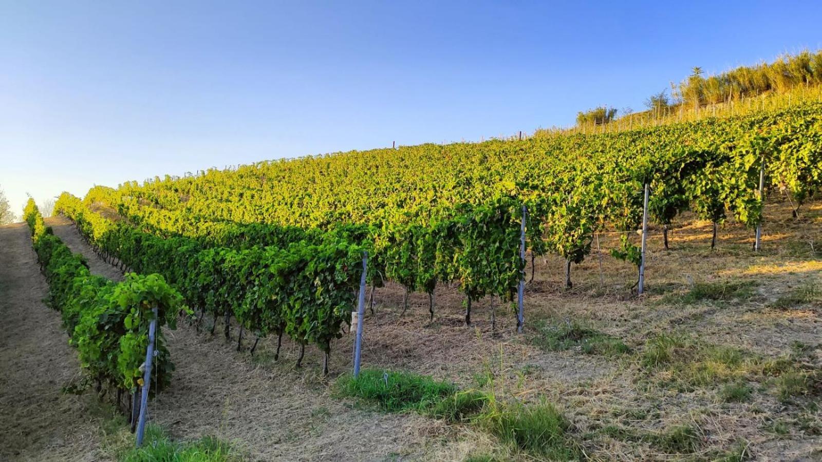 Cadgal - Tenuta La Cova Calamandrana Ngoại thất bức ảnh