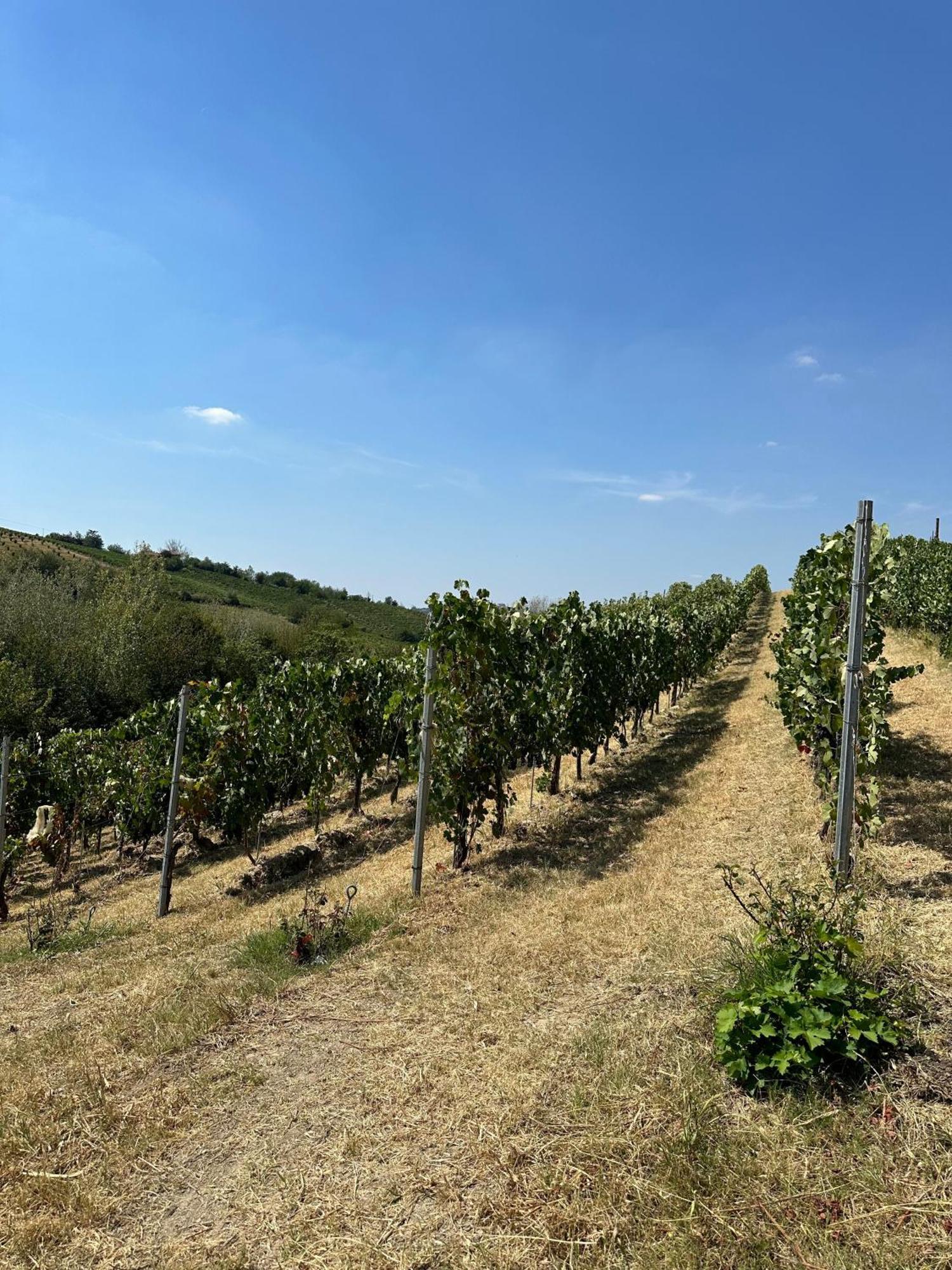 Cadgal - Tenuta La Cova Calamandrana Ngoại thất bức ảnh